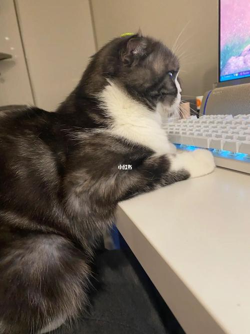 带猫一起打电竞无弹窗-带猫一起打电竞2k小说