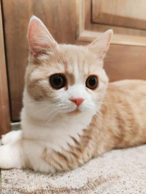 新版猫咪猫咪必火官网-新版猫咪猫咪必火官网贴吧