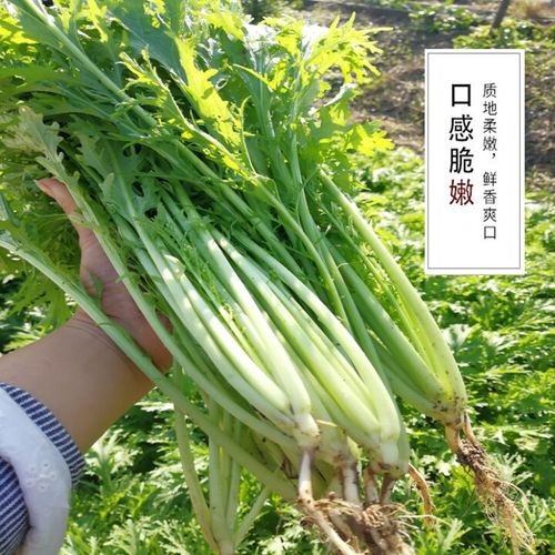 雪菜被称为雪里红-雪菜被称为雪里红蚂蚁庄园