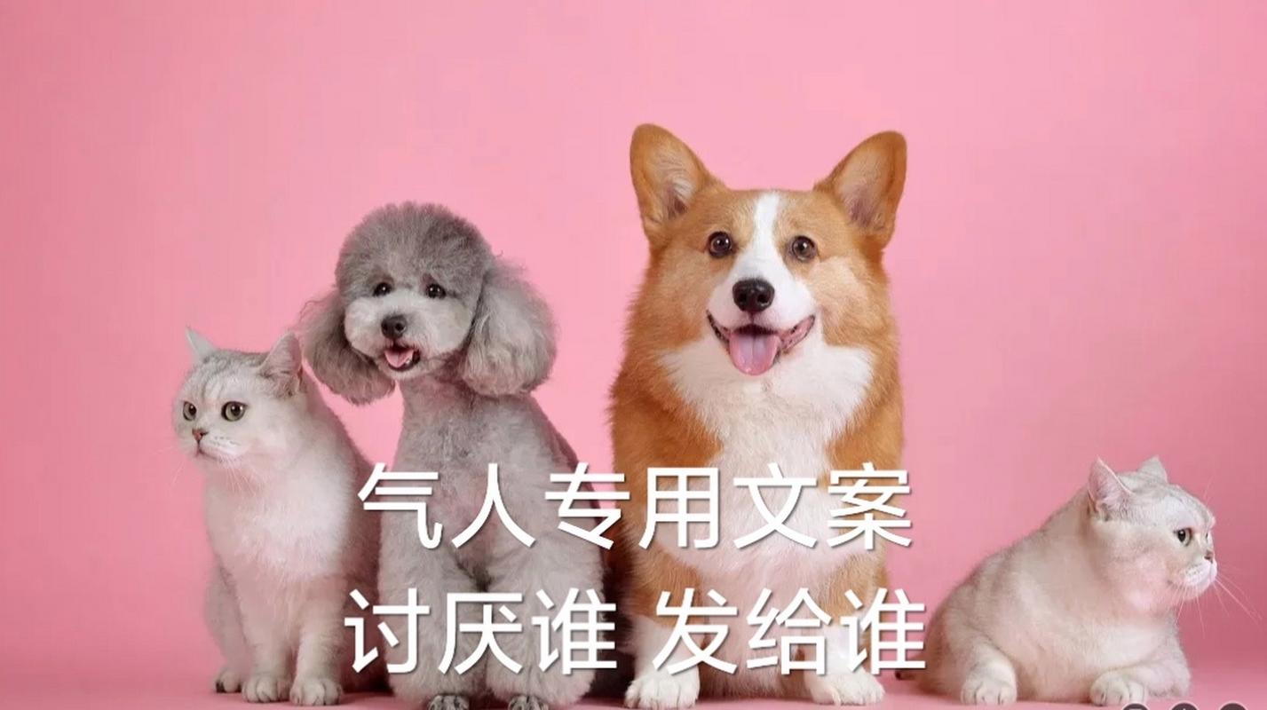 宠物说-宠物说说文案