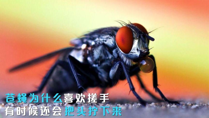 苍蝇一停下来就搓手-苍蝇一停下来就搓手怎么回事
