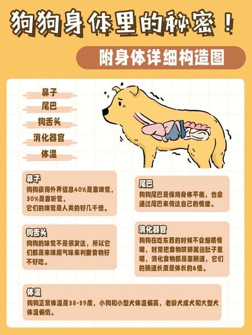 狗狗身上调节体温的汗腺主要分布在哪里-狗狗的汗腺主要在身上哪个部位