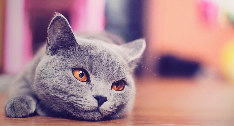 猫咪官网-